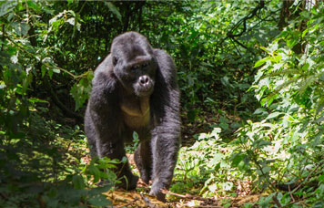 Pacote de Viagem para Uganda  O encontro com Gorilas