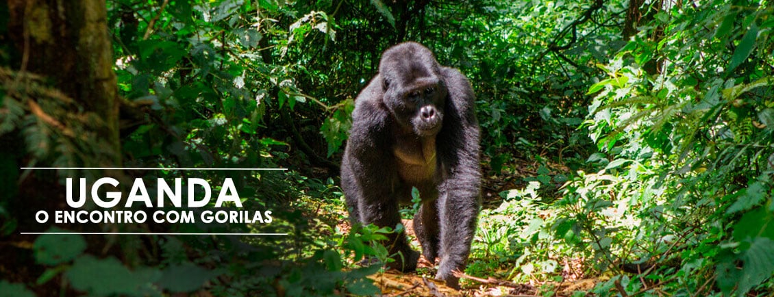 Pacotes de Viagem para UGANDA O encontro com Gorilas