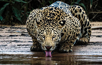 Pacote de Viagem para Pantanal Norte Saída em Grupo