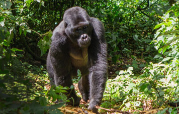 Pacote de Viagem para Uganda Privativa ou Grupos