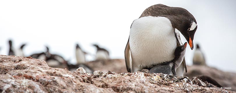 Pacote-de-Viagem-para-Antartida-Antartica-04.jpg