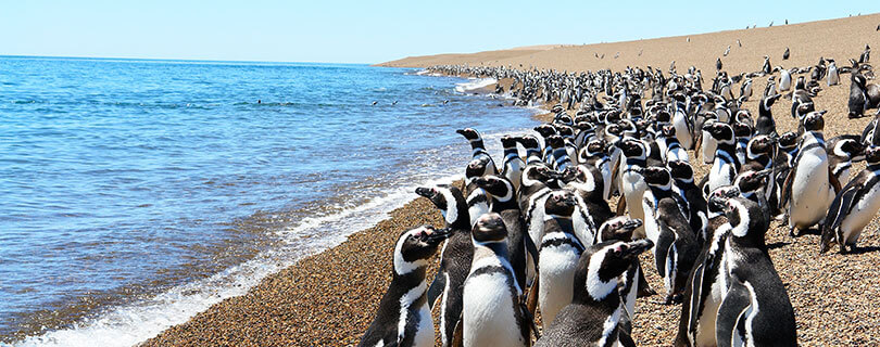 Pacote-de-Viagem-para-Argentina-Patagônia-Argentina-Península-Valdés-01.jpg