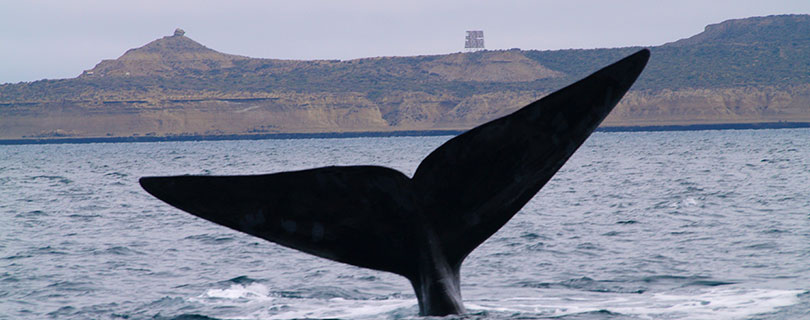 Pacote-de-Viagem-para-Argentina-Patagônia-Argentina-Península-Valdés-03.jpg