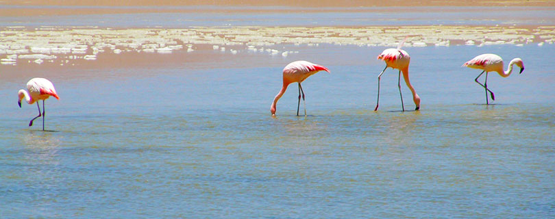 Pacote-de-Viagem-para-Bolívia-San-Pedro-de-Atacama-Salar-de-Uyuni-07.jpg