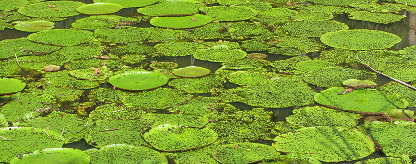 Pacote-de-Viagem-para-Manaus-Amazônia-Lago-das-Vitorias-Regias-Região-de-Jarinu-01.jpg