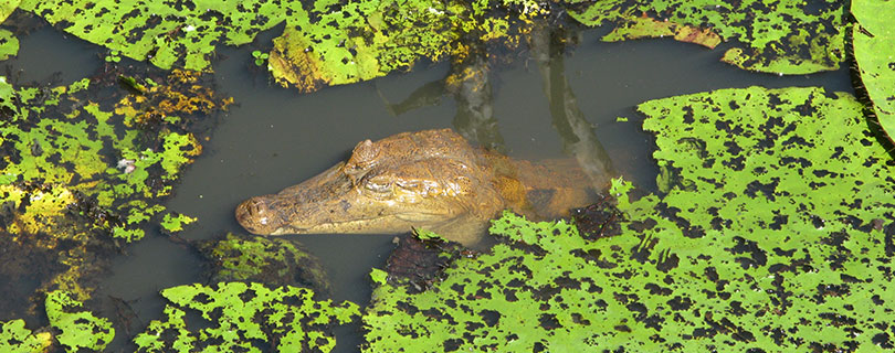Pacote-de-Viagem-para-Manaus-Amazônia-Lago-das-Vitórias-Regias-Região-de-Jarinu-02.jpg