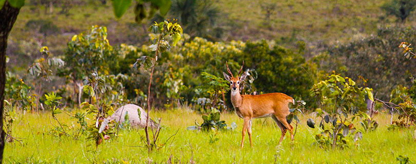 Pacote-de-Viagem-para-Mato-Grosso-Serra-do-Roncador-06.jpg