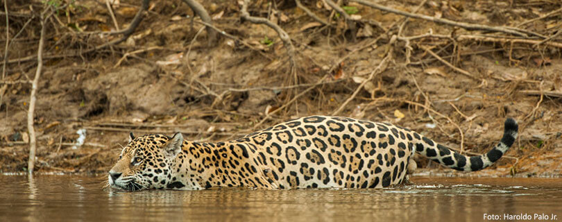 Pacote-de-Viagem-para-Mato-Grosso-do-Sul-Pantanal-03.jpg