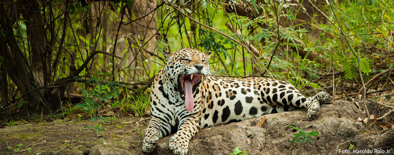 Pacote-de-Viagem-para-Mato-Grosso-do-Sul-Pantanal-04.jpg