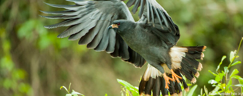 Pacote-de-Viagem-para-Mato-Grosso-do-Sul-Pantanal-05.jpg