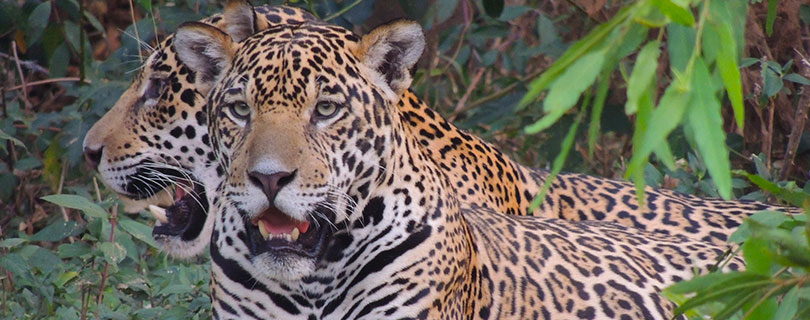 Pacote-de-Viagem-para-Mato-Grosso-do-Sul-Pantanal-Norte_01.jpg