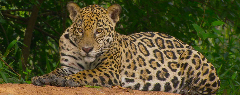 Pacote-de-Viagem-para-Mato-Grosso-do-Sul-Pantanal-Norte_02.jpg