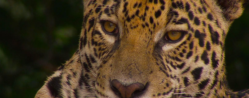 Pacote-de-Viagem-para-Mato-Grosso-do-Sul-Pantanal-Norte_03.jpg