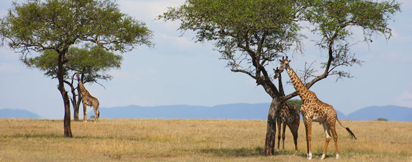 Pacote-de-Viagem-para-África-Botswana-03.jpg