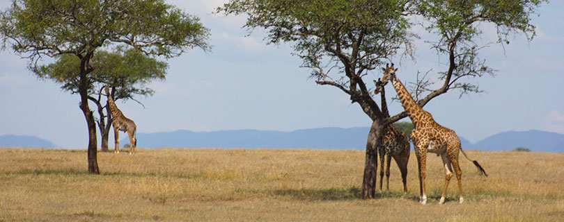 Pacote-de-Viagem-para-África-Kenya-e-Tanzânia-03.jpg