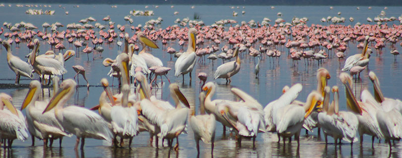 Pacote-de-Viagem-para-África-Kenya-e-Tanzânia-05.jpg