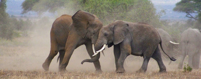 Pacote-de-Viagem-para-África-Kenya-e-Tanzânia-Elefantes-01.jpg