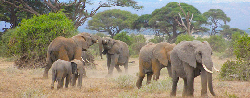 Pacote-de-Viagem-para-África-Kenya-e-Tanzânia-Elefantes.jpg