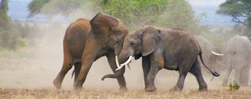 Pacote-de-Viagem-para-África-Tanzânia-06.jpg