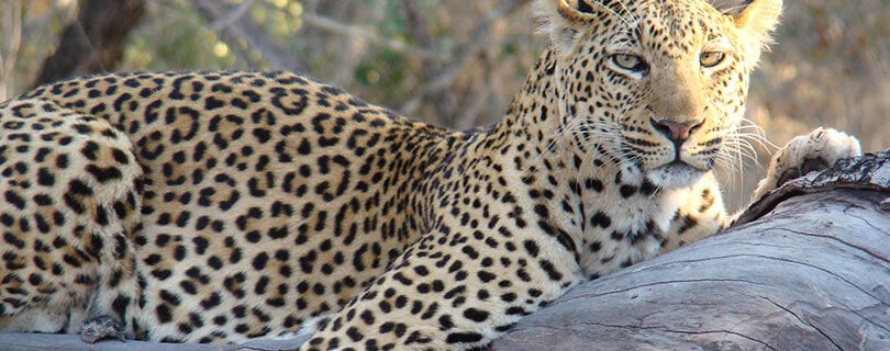 Pacote-de-Viagem-para-África-África-do-Sul-Leopardo.jpg